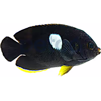 Keyhole Angelfish