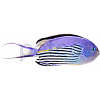 Male Watanabei Angelfish