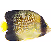 Yellowtail Cream Angelfish