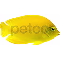 Yellow Angelfish