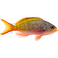 Creole Anthias