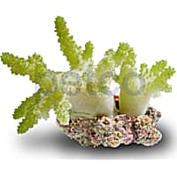 Aquacultured Nano Green Finger Coral