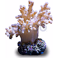 Aquacultured Nano Mushroom Finger Coral