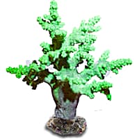 Aquacultured Nano Green Mushroom Finger Coral