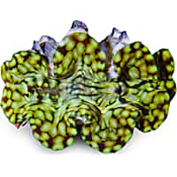 Squamosa Clam