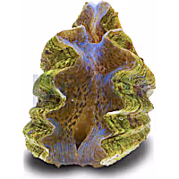Aquacultured Hippopus Hippopus Clam