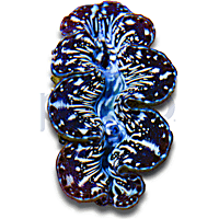 Aquacultured Maxima Clam