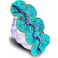 Aquacultured Ultra Blue/Turquoise Maxima Clam