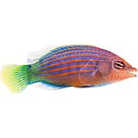 Petco with saltwater fish near me sales