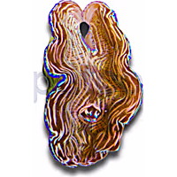 Aquacultured Striped Blue Rim Derasa Clam