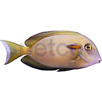 Sub- Adult Orange Shoulder Tang