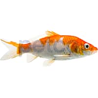 Kohaku Koi
