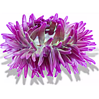 Long Tentacle Anemone