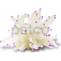 Condylactis Anemone