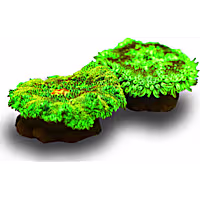 Mini Carpet Anemone