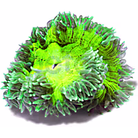 Green Rock Flower Anemone