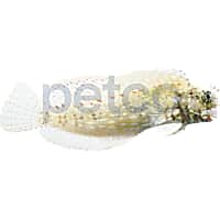 Sailfin Algae Blenny