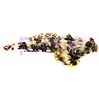 Scooter Blenny