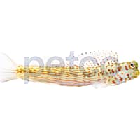 Orange Spotted Blenny