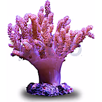 Aquacultured Nano Kenya Tree