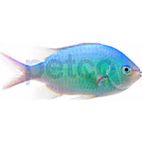 Blue Green Chromis