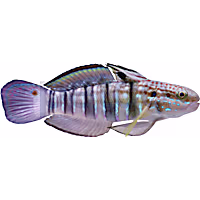 Banded Sleeper Goby