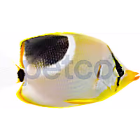 Saddleback Butterfly