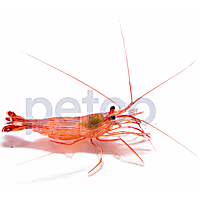 Aquacultured Junda Lin's Peppermint Shrimp