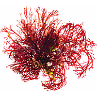 Red Gracilaria Algae