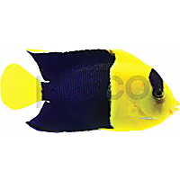 Bicolor Angelfish