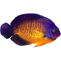 Coral Beauty Angelfish