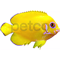 Lemon Peel Angelfish