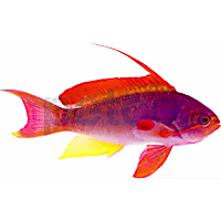 Male Red Lyretail Anthias