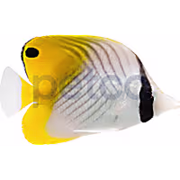 Threadfin Butterfly