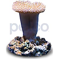 Aquacultured Nano Toadstool Leather
