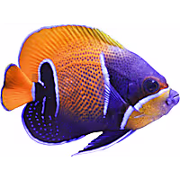 Adult Majestic Blue Girdled Angelfish