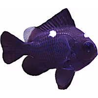 Three Spot Domino Damsel
