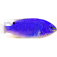 Blue Devil Damsel