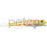 Diamond Watchman Goby