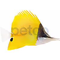 Longnose Butterfly