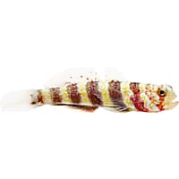 Wheeler's Watchman Goby