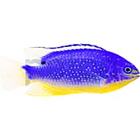 Fiji Blue Devil Damsel