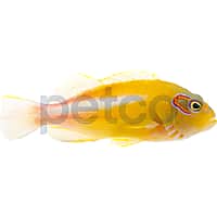 Arc Eye Hawkfish