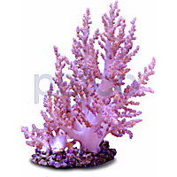 Aquacultured Nano Pink Tree