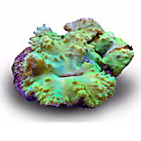 Aquacultured Nano Green Cabbage Coral