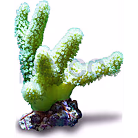 Aquacultured Nano Green Devil's Hand Coral
