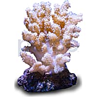 Aquacultured Nano Thick Finger Coral