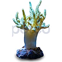 Aquacultured Nano Green Thick Finger Coral