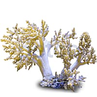 Aquacultured Nano Yellow Tree Coral