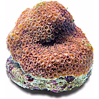 Aquacultured Red Flower Pot Coral (Goniopora sp.)